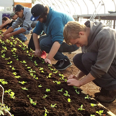 Student planting lettuce